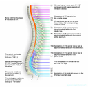 Show Spinal Cord Levels Image